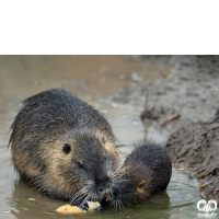 گونه نوتریا Myocastor coypus